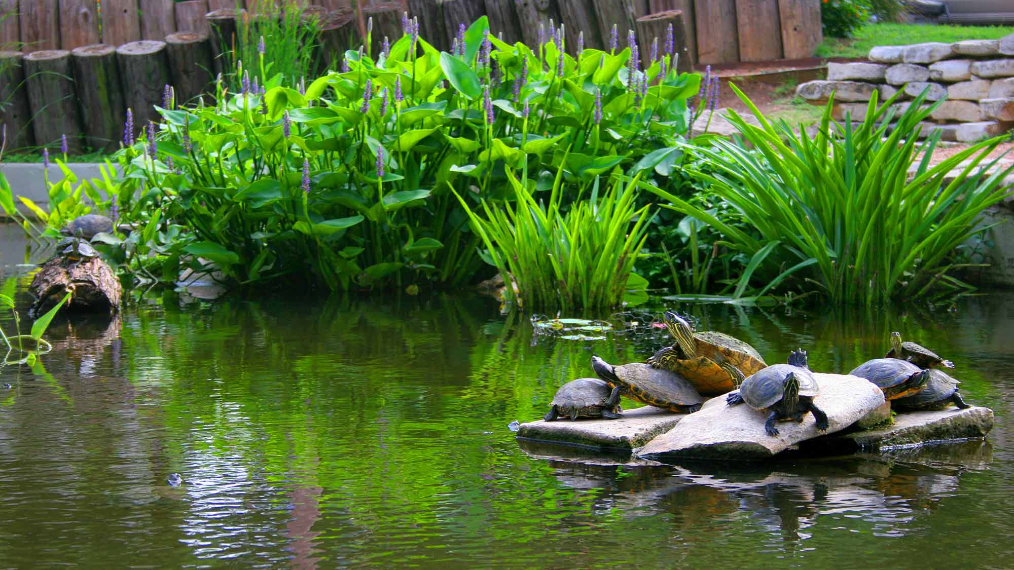 The Turtle Pond on UT Campus